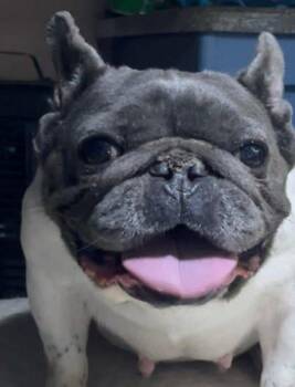 Rosie -  French Bulldog and Mixed Breed Dog for Adoption in Morton Grove, Illinois - Rosie | PetCurious