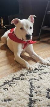 Labrador Retriever Dogs Available for Adoption in Chicago, Illinois - Luca | PetCurious