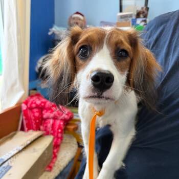 Steve -  Cavalier King Charles Spaniel Dog for Adoption in Wahiawa, Hawaii - Steve | PetCurious