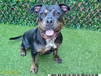 Mixed Breed Dogs Available for Adoption - WILLOW | PetCurious