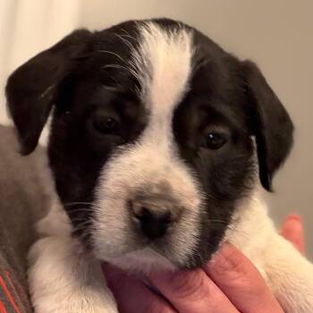 Parson Russell Terrier and Mixed Breed Dogs Available for Adoption in Greenfield, Indiana - Murtagh - Orange | PetCurious
