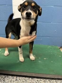 Rescue Carolina Dog and Mixed Breed Dogs for Adoption in Seneca, South Carolina - Pepe Le Pew | PetCurious