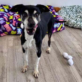 Beagle Dogs Available for Adoption - Sourdough | PetCurious