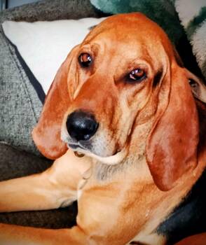 Hound and Mixed Breed Dogs Available for Adoption - Hazel | PetCurious