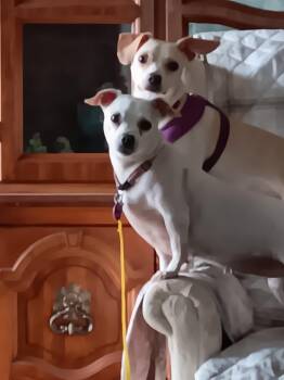 Ebby (F) & Mack (M) -  Chihuahua Dog for Adoption in Gulf Breeze, Florida - Ebby (F) & Mack (M) | PetCurious