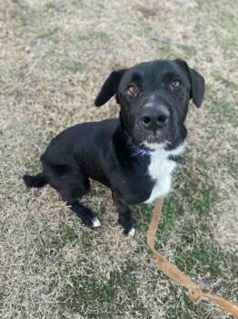 Labrador Retriever Dogs Available for Adoption - Cosmo | PetCurious