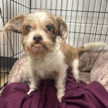 Garona -  Terrier and Mixed Breed Dog for Adoption in Fredericksburg, Virginia - Garona | PetCurious