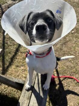 Mixed Breed Dogs Available for Adoption - Iris | PetCurious