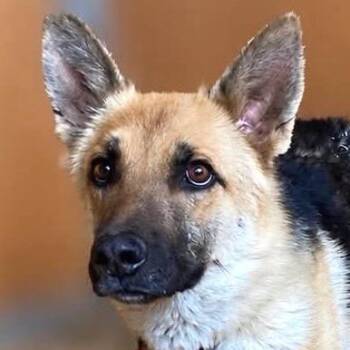 Queenie -  Shepherd and Mixed Breed Dog for Adoption in Tonasket, Washington - Queenie | PetCurious