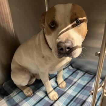 Mixed Breed Dogs Available for Adoption - Mothman | PetCurious