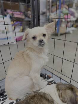 Sunny -  Chihuahua Dog Available for Adoption in Knoxville, Tennessee - Sunny | PetCurious