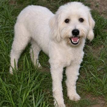 Rosie -  Poodle and Aussiedoodle Dog for Adoption in South Saint Paul, Minnesota - Rosie | PetCurious
