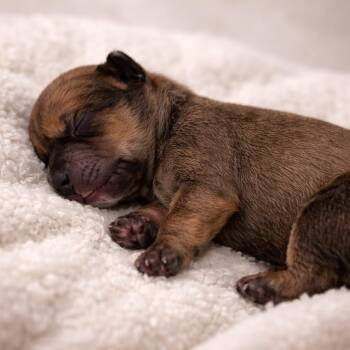 Dachshund Dogs Available for Adoption - Peter Pan | PetCurious