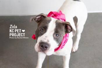 Zola -  Pit Bull Terrier and Mixed Breed Dog for Adoption in Kansas City, Missouri - Zola | PetCurious