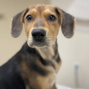 Shepherd and Mixed Breed Dogs Available for Adoption in Riverside, California - Bark Ruffalo | PetCurious