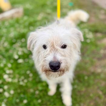 Mixed Breed Dogs Available for Adoption in Medford Lakes, New Jersey - Shazam | PetCurious