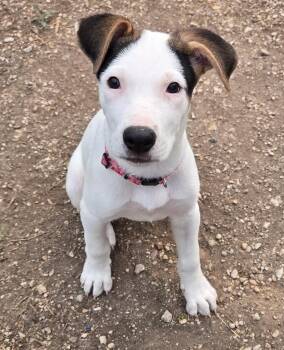 Parson Russell Terrier Dogs Available for Adoption - Arwin | PetCurious