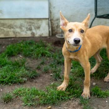 Tanner -  Shepherd and Mixed Breed Dog for Adoption in Pawling, New York - Tanner | PetCurious