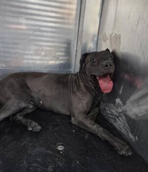 RUNNER MCLOUD -  American Staffordshire Terrier Dog for Adoption in San Antonio, Texas - RUNNER MCLOUD | PetCurious