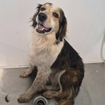 Skylar -  Mixed Breed Dog for Adoption in Madison, Wisconsin - Skylar | PetCurious