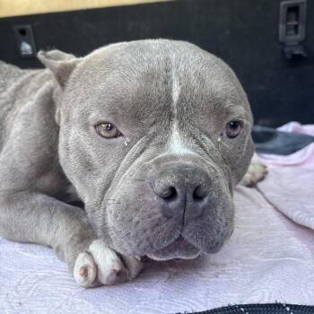 Squishy Central -  Pit Bull Terrier and English Bulldog Dog for Adoption in Northbrook, Illinois - Squishy Central | PetCurious