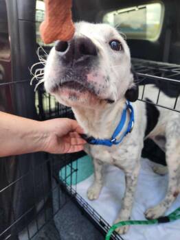 Rescue Retriever Dogs for Adoption in Stephens City, Virginia - Major 0562 | PetCurious