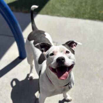 Princess -  Mixed Breed Dog for Adoption in Atlanta, Georgia - Princess | PetCurious