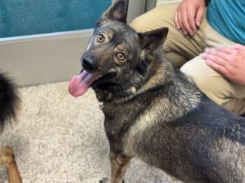 POTATO -  Norwegian Elkhound Dog for Adoption in Pueblo, Colorado - POTATO | PetCurious