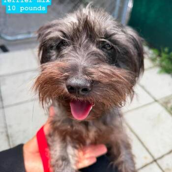 Oslo -  Miniature Schnauzer and Terrier Dog for Adoption in Tampa, Florida - Oslo | PetCurious