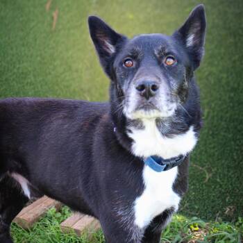 Benton -  Mixed Breed Dog for Adoption in Lake Jackson, Texas - Benton | PetCurious