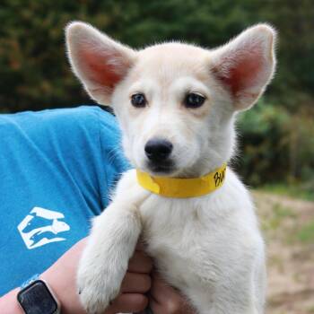 CT Bucatini -  Shepherd and Husky Dog for Adoption in Stormville, New York - CT Bucatini | PetCurious