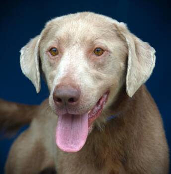 Labrador Retriever Dogs Available for Adoption - Cobalt | PetCurious