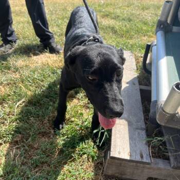 Dewdrop -  Black Labrador Retriever and Mixed Breed Dog for Adoption in Durant, Oklahoma - Dewdrop | PetCurious