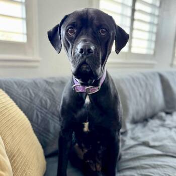 Rescue Boxer Dogs for Adoption in Mead, Colorado - Wednesday | PetCurious