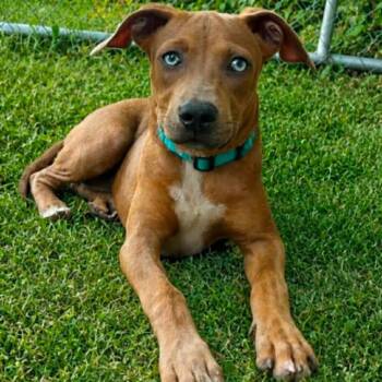 Rose Kelly -  Catahoula Leopard Dog and Mixed Breed Dog for Adoption in Wadena, Minnesota - Rose Kelly | PetCurious