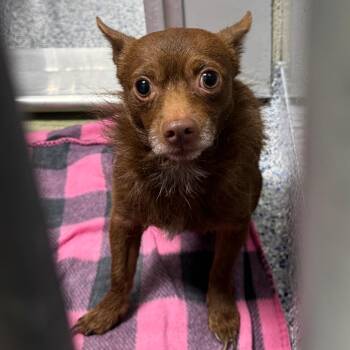 Chihuahua Dogs Available for Adoption in Greenville, South Carolina - Bilbo Waggins | PetCurious