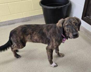 Phoenix -  Catahoula Leopard Dog and Shepherd Dog for Adoption in Bucyrus, Ohio - Phoenix | PetCurious