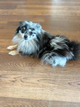 Rescue Pomeranian Dogs for Adoption in Douglas, Georgia - Fancy | PetCurious