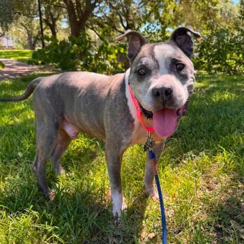 Jason -  Pit Bull Terrier Dog for Adoption in Sugar Land, Texas - Jason | PetCurious