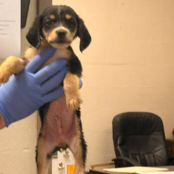 Marvin -  Dachshund and Beagle Dog for Adoption - Marvin | PetCurious