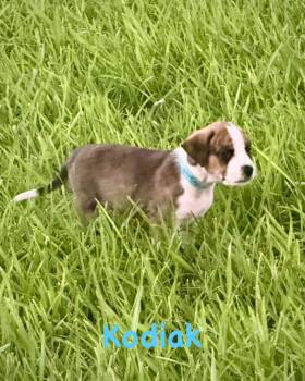 Bear Litter - Kodiak -  Boxer Dog for Adoption in Monticello, New York - Bear Litter - Kodiak | PetCurious
