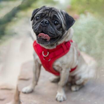 Rembrandt -  Pug Dog for Adoption in Palm Springs, California - Rembrandt | PetCurious