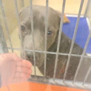 Louie -  Mastiff Dog for Adoption in Philadelphia, Pennsylvania - Louie | PetCurious