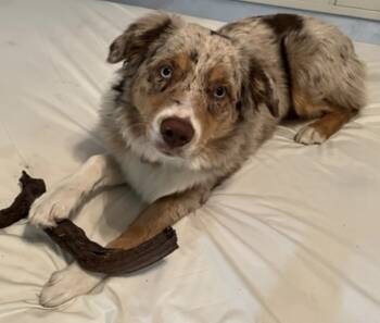 Rescue Australian Shepherd Dogs for Adoption in Ontario, California - Spots | PetCurious