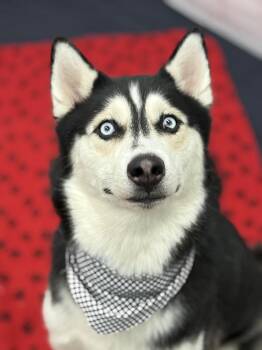 Midnight -  Husky Dog for Adoption in Detroit, Michigan - Midnight | PetCurious