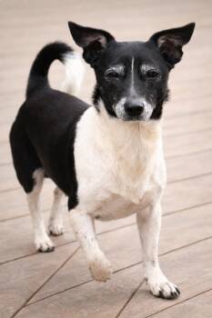 Rat Terrier Dogs Available for Adoption - Big Hal | PetCurious
