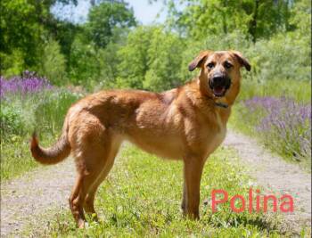 Rescue Great Pyrenees and German Shepherd Dog Dogs for Adoption in Sunbright, Tennessee - Polina | PetCurious