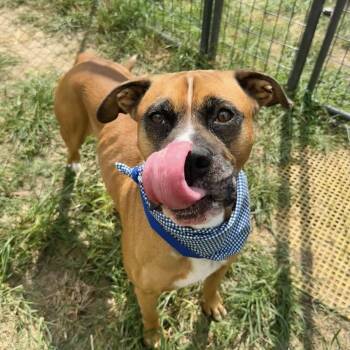 Rescue Boxer Dogs for Adoption in Pittsburgh, Pennsylvania - Zeus | PetCurious
