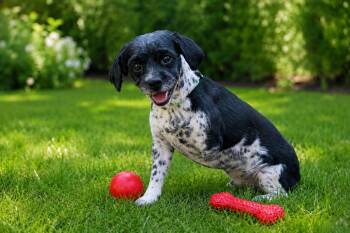 Lola -  Shih Tzu Dog for Adoption in Rockville, Maryland - Lola | PetCurious