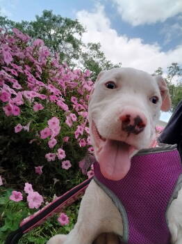 Rescue Catahoula Leopard Dog Dogs for Adoption in Sanford, Florida - Tower FH | PetCurious